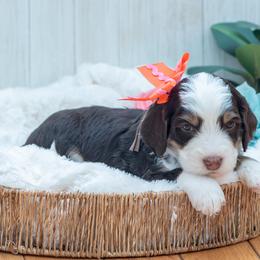 Bernedoodle and Cavapoo Puppies from Positively Doodles