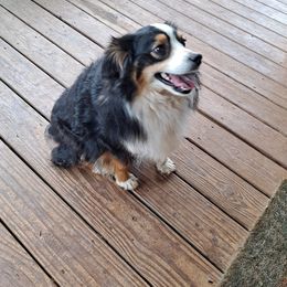 Toy Australian Shepherd Puppies from Honeybee Haven's Toy Aussies