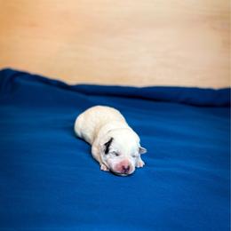 Grey collar - Blue speckled female Australian Cattle Dog puppy in Spokane, Washington from 4D Cattle Dogs