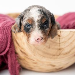 Annabelle - Merle female Bernedoodle puppy in Lititz, Pennsylvania from Sleepy Hollow Acres