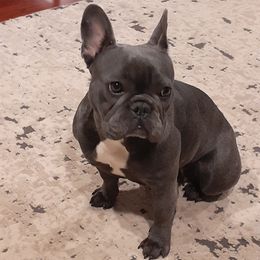 Oakley - French Bulldog