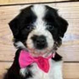 Girl 2 - Aussiedoodle puppy from Darling Doodles of Texas