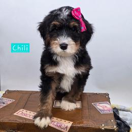 Chili - Tri-color female Bernedoodle puppy in Neillsville, Wisconsin from Granton Creek
