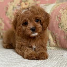 Halo- Sage collar - Red female Cavapoo puppy in Beckley, West Virginia from By Design Doodles