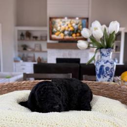 Onyx - Black female Goldendoodle puppy in Indiahoma, Oklahoma from Farm Fresh Doodles
