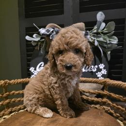 Purple collar girl - Red  female Goldendoodle puppy in Bristol, Tennessee from 4goldendoodles