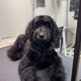 Dash - male Golden Mountain Doodle puppy in Hackleburg, Alabama from The Doodle Patch