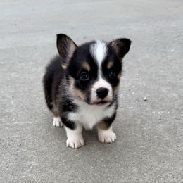 Dexter - Black and tan male American Corgi puppy in Oxford, Iowa from Burns Corgis