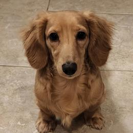 Leo - Dachshund