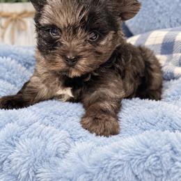Taz - Parti male Yorkshire Terrier puppy in Centre, Alabama from Sassy Yorkie , miniature schnauzer , Maltese Love of Alabama