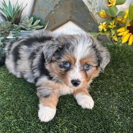Comet - Blue merle male Toy Australian Shepherd puppy in Granbury, Texas from Texas Miniature Aussies
