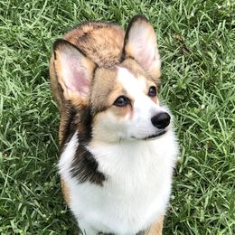 Shay - Pembroke Welsh Corgi
