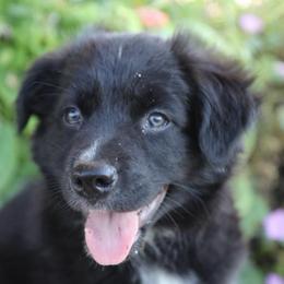 Neddie - Black & white male Australian Shepherd puppy in Hillsboro, Ohio from Sugar Grove Farms