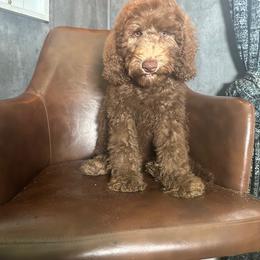 Goldendoodle Puppies from 24 Karat Doodles
