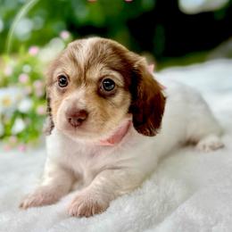 SuzyQ (2800 AKC limited pet) - Chocolate and cream female Dachshund puppy in Augusta, Arkansas from Savvy-Dee's Dachshunds