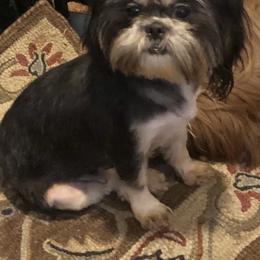 Cuddles - Shih Tzu
