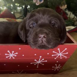 Franklin - Chocolate male Labrador Retriever puppy in Cleveland, Ohio from Brookside Labrador Retrievers