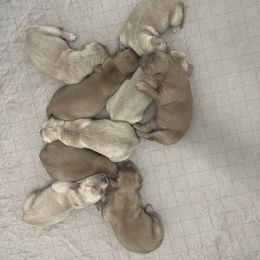 Boy 3 - Golden male Golden Retriever puppy in Denton, Maryland from Golden Horse Farm
