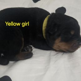 Girl 3 - Black and mahogany female Rottweiler puppy in Lebanon, Oregon from SOUTH SANTIAM ROTTWEILERS
