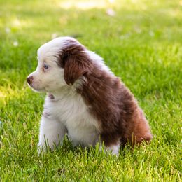 Miniature American Shepherd and Miniature Australian Shepherd Puppies from Bellewynd Acres