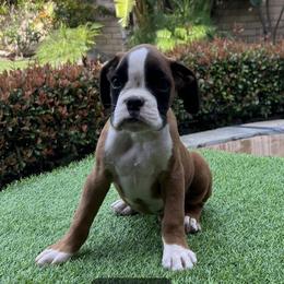 Boy 3 - Boxer