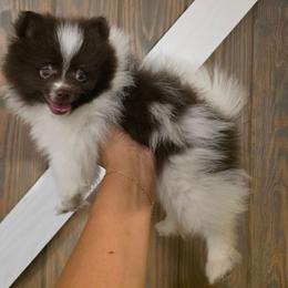 Grace - Chocolate parti male Pomeranian puppy in Smithville, Texas from Lafary Poms