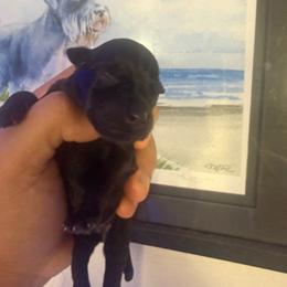 Black boy - Black male Miniature Schnauzer puppy in Upland, California from Rising Minis of Upland