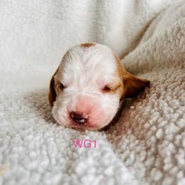 WG1 - Red and white female Basset Hound puppy in Britton, South Dakota from K&S Canines