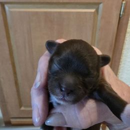 Coco - Brown female Shihpoo puppy in Wittmann, Arizona from Marlees Puppies 1