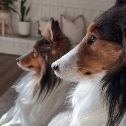 Shetland Sheepdogs from Huckleberry Farms Shelties