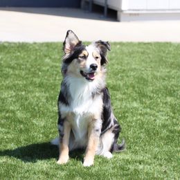 Nova - Miniature Australian Shepherd