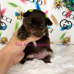 Hashira - Chocolate and tan female Chihuahua puppy in Anderson, South Carolina from Lil Treasures Chihuahuas