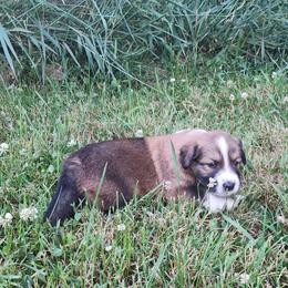 Bernie - Sable and white male English Shepherd puppy in Columbia, Connecticut from Tranquil Morning Farm