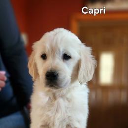 4th pick - Light golden female Golden Retriever puppy in Clay Center, Nebraska from Storm Chasers- Golden Retrievers & Basset Hounds