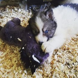 Native American Indian Dog Puppies from Night Eyes NAIDs