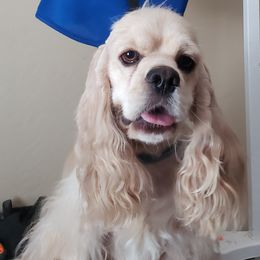 Betty - Cocker Spaniel