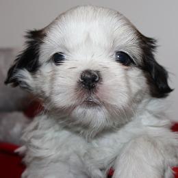 Girl 2 - Red and white female Shih Tzu puppy in Craig, Colorado from Rocky Mountain Shih Tzus and Dry Creek Miniature Dachshunds