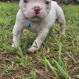 Curly - White male American Bulldog puppy in Homestead, Florida from BackyardfinestBullys