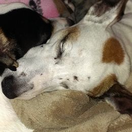 German Shepherds and Russell Terriers from EEK Ranch Puppies