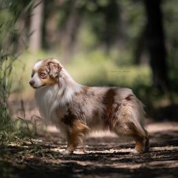 Mulligan - Miniature American Shepherd