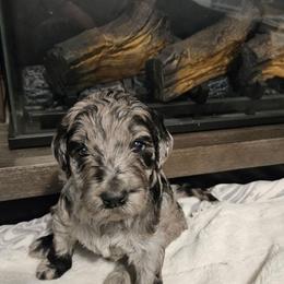 Aurora - Merle female Goldendoodle puppy in Meridian, Idaho from Lucy's Golden Doodles