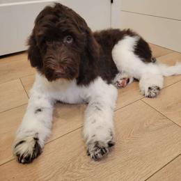 Purple Girl - Chocolate Labradoodle puppy in Wilmington, Illinois from Hot Diggity Doodles
