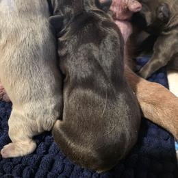 MTO Reeses - Tricolors female French Bulldog puppy in Asheville, Texas from MTO KENNELS