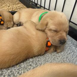 Green - Yellow male Labrador Retriever puppy in Derby, Kansas from Wheatland Retrievers