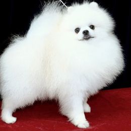 Thunder - Pomeranian