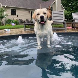 Canon - Labrador Retriever