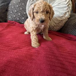 Julius (orange ) - male Goldendoodle puppy in Fayettville Ar, Arkansas from Ozark Bulldogs and doodles