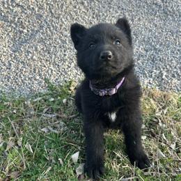 Tera - Black female German Shepherd puppy in Milan, Illinois from Stonewick German Shepherds