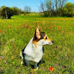 Pembroke Welsh Corgis from Takoda Corgis