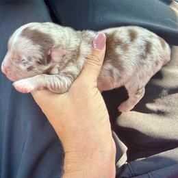 Faye - Red merle female Toy Australian Shepherd puppy in Brashear, Texas from Double R farms